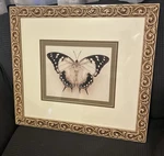 Raquel Edwards "great Nawab" Butterfly Art Print -ornate Cimarron Frame 19 X 21. Fixed Price $100.00.