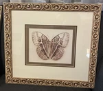 Ivywood Interiors Butterfly Art Print Ornate Cimarron Frame 21" X 19". Fixed Price $100.00.